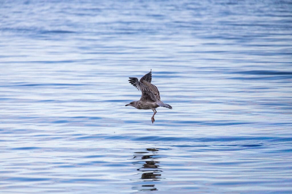 Junge Silbermöwe im jugendlichen Federkleid mit braunen Schattierungen fliegt dicht über der blauen Wasseroberfläche der ruhigen Ostsee.
