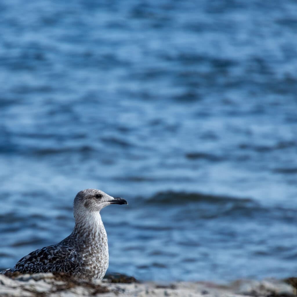 Junge Silbermöwe im gefleckten Federkleid sitzt links unten im Bild. Im Hintergrund das Wasser der Ostsee.